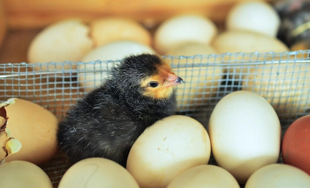 how to brood chicks
