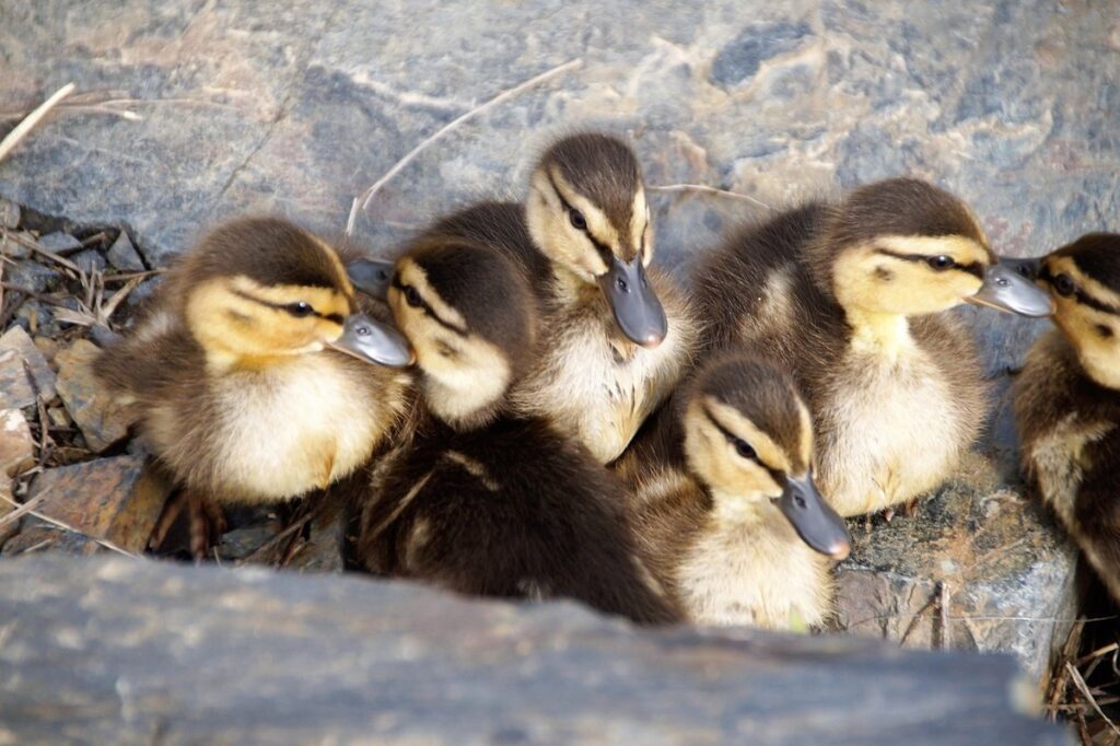 brooding ducklings
