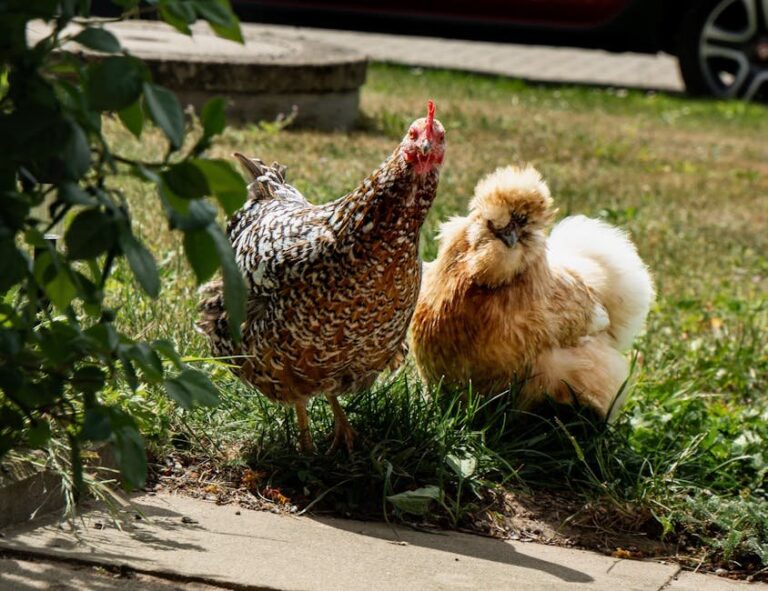 hawk deterrents for chicken run