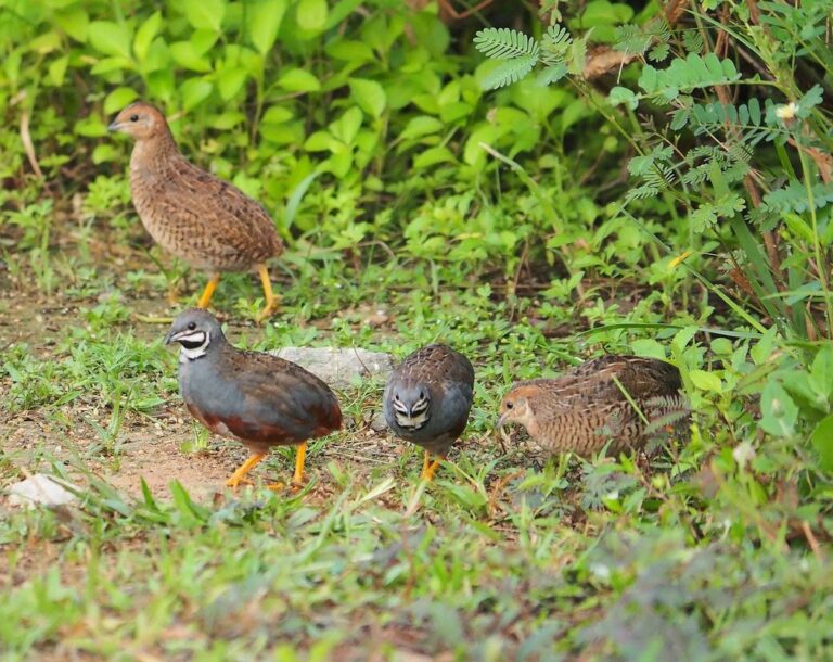 button quail