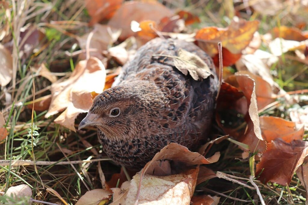 button quail eggs