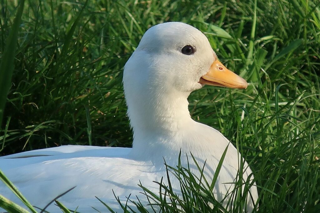 call ducks