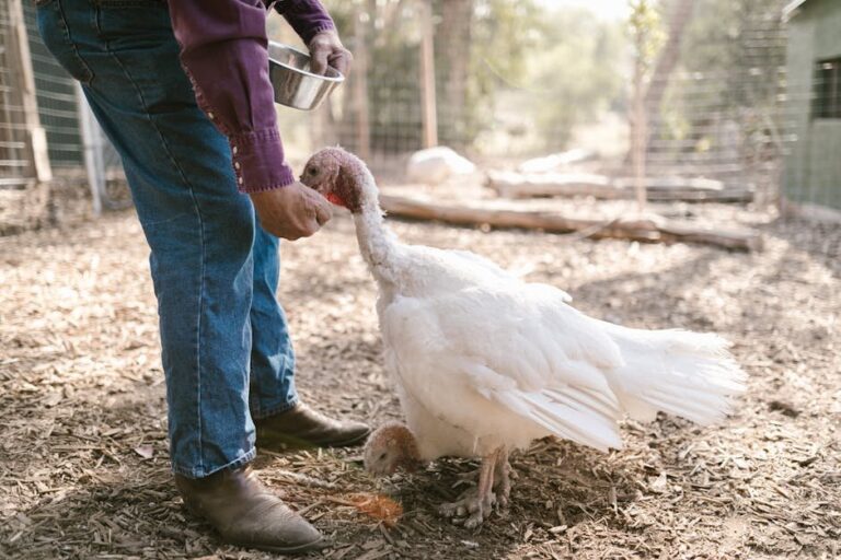cecal worms in turkeys