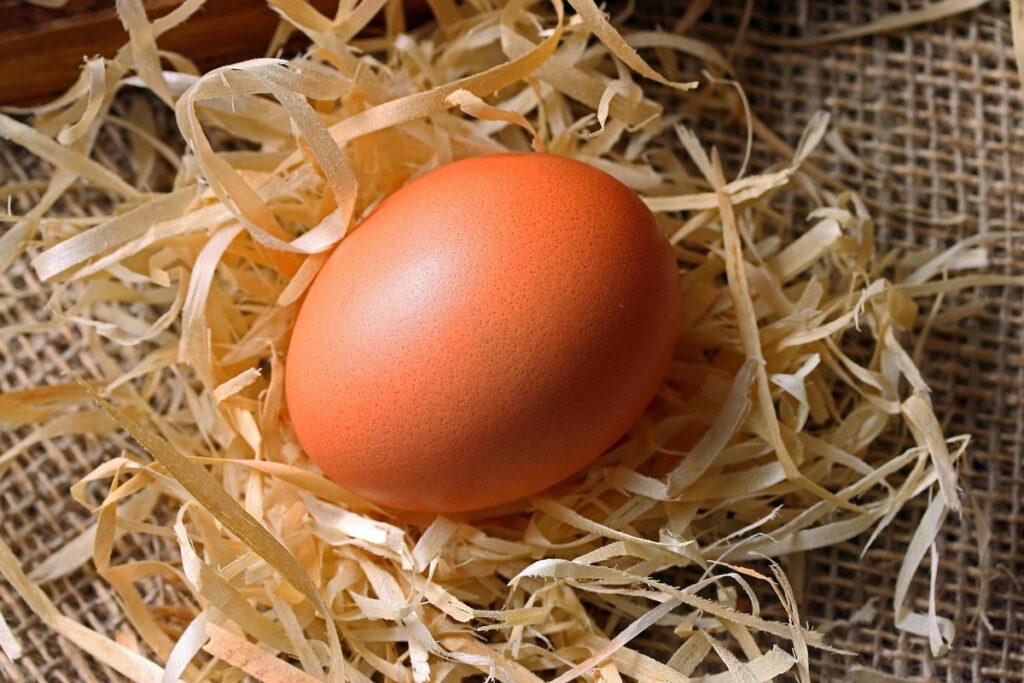 checking egg fertility