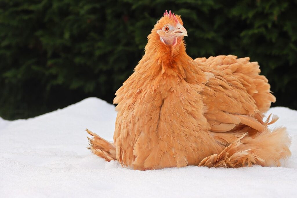 chicken breeds cochin
