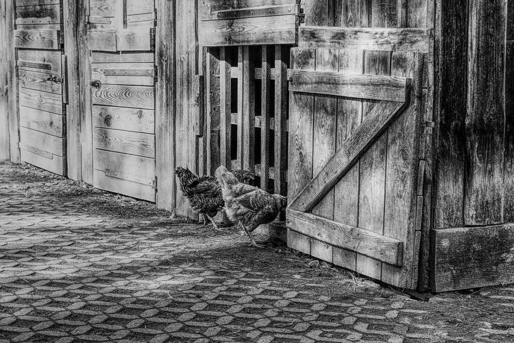 chicken pop door ideas