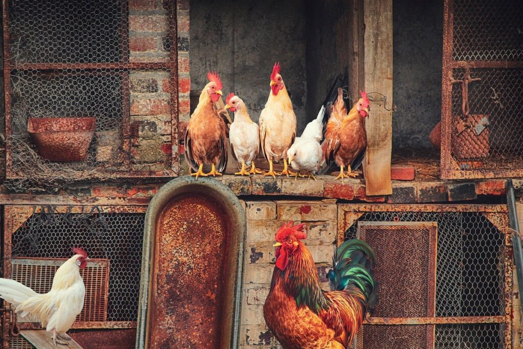 chicken coop apron fence