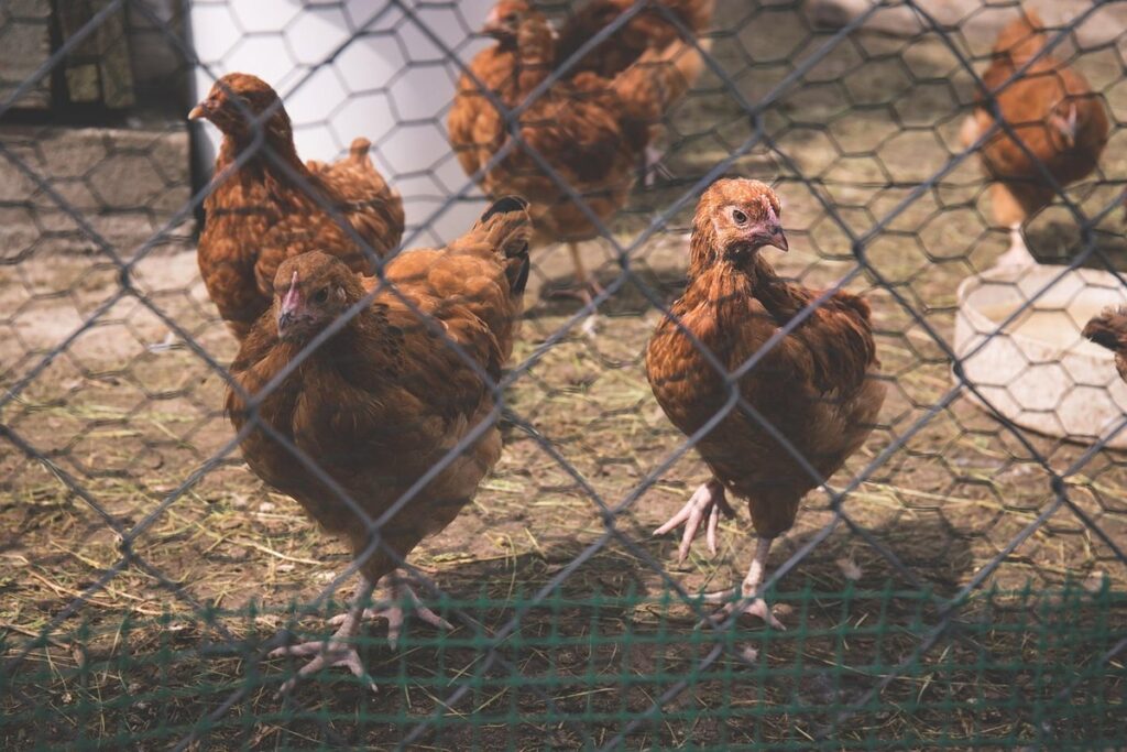 chicken coop mesh
