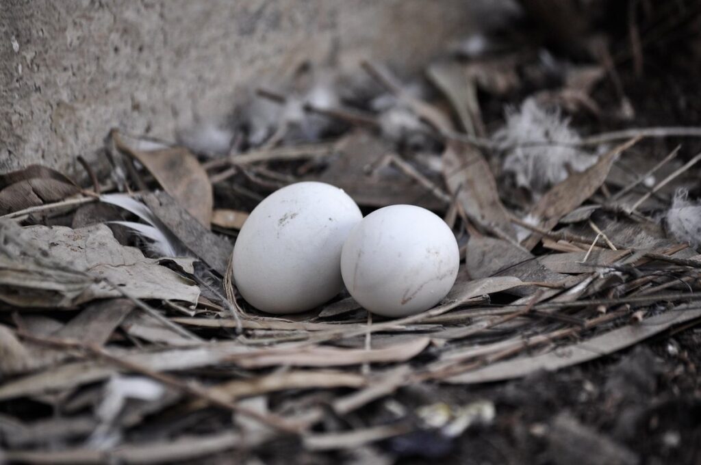 breeding for egg color