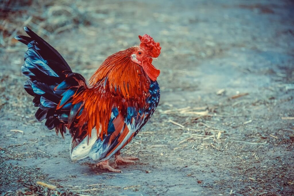 chicken run vs free range