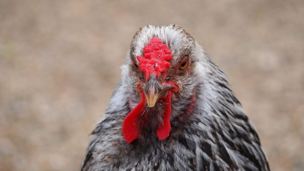 chicken feather patterns