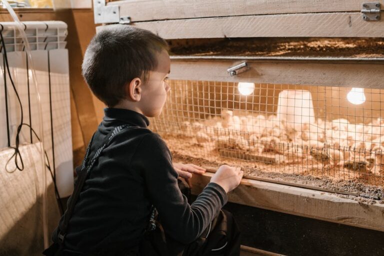 chick heat lamp safety