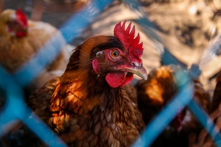 broiler chicken raising tips
