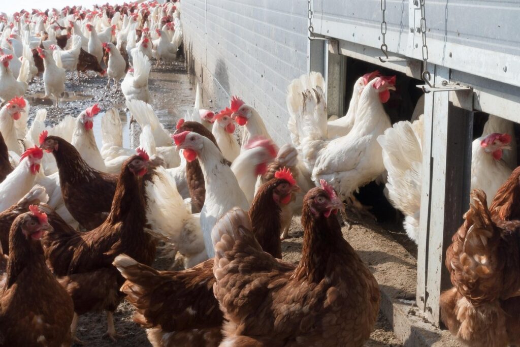 snake proof chicken run