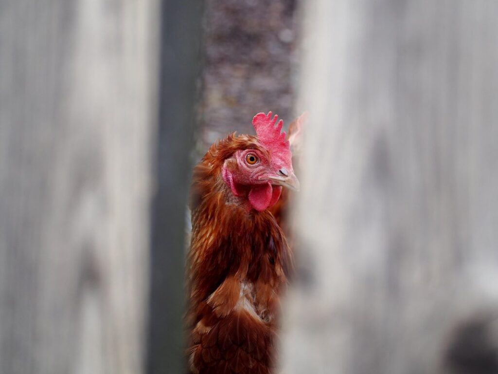 chicken run fencing