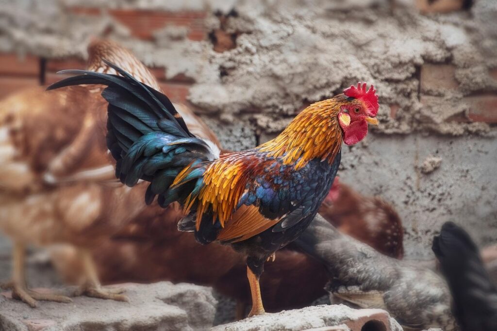 chicken scratch