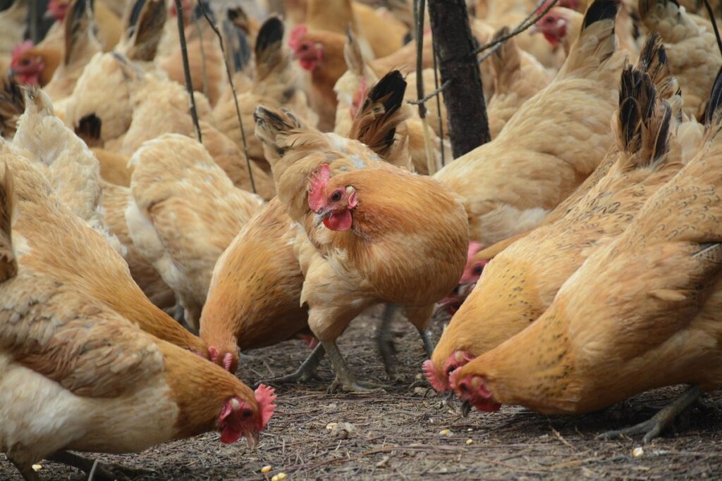 stocking density chickens