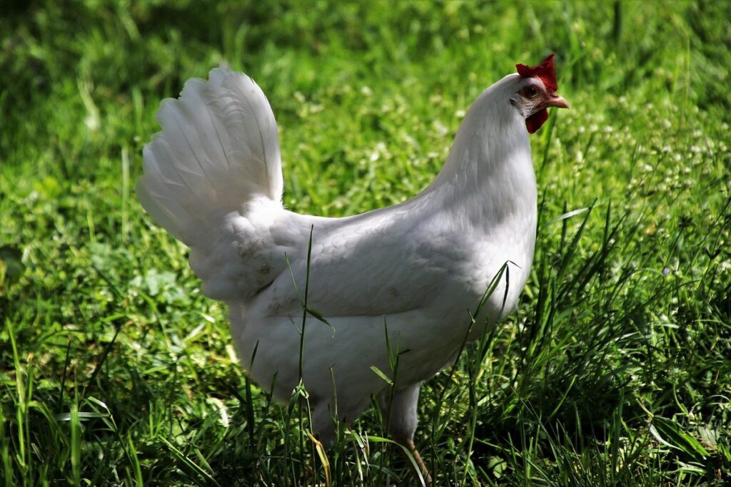 using chickens in garden