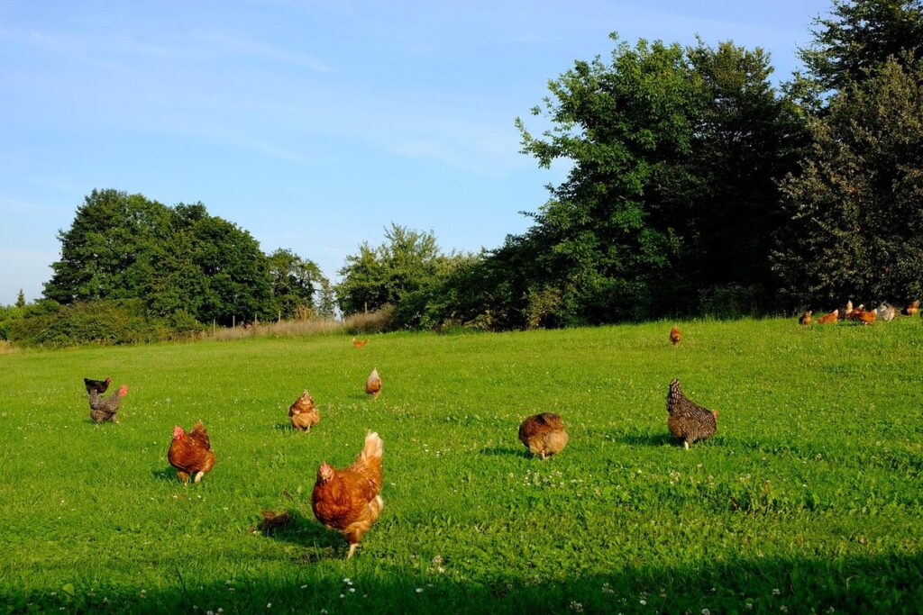 summer heat and chickens