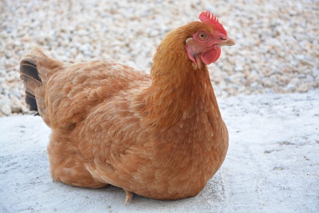 when will my chickens start laying
