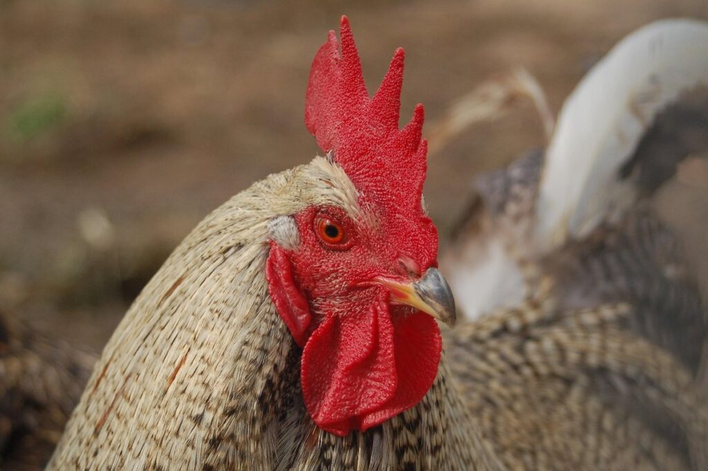 cochin chicken rooster