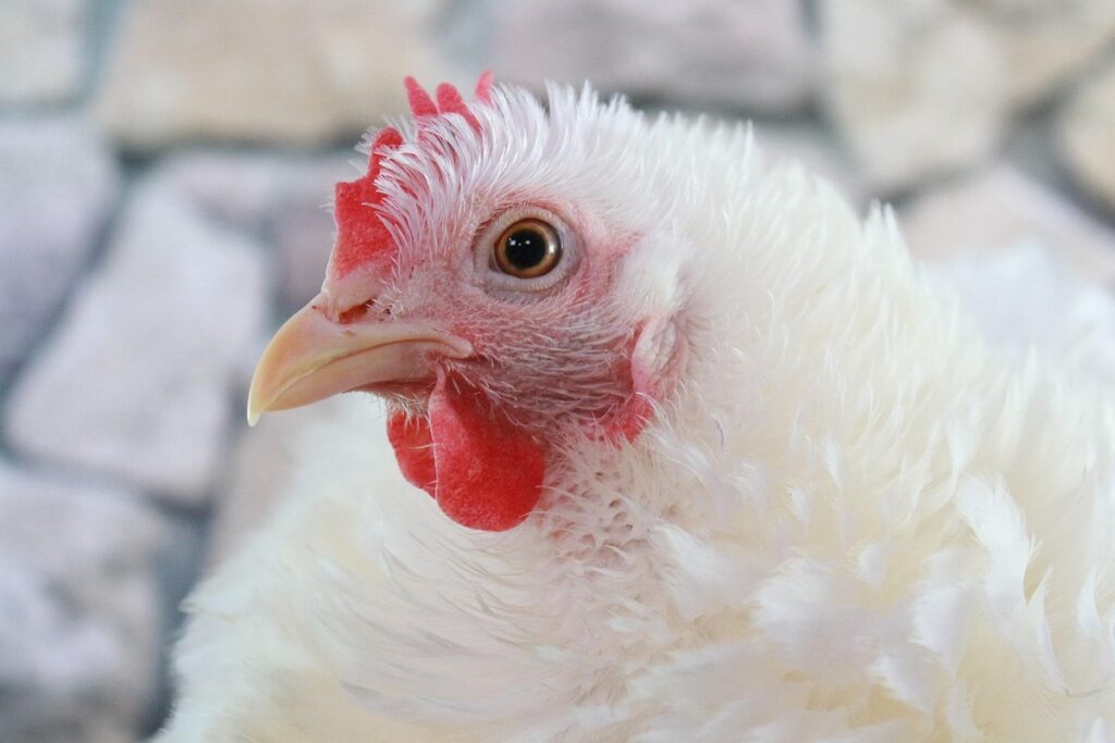 cochin chicken white