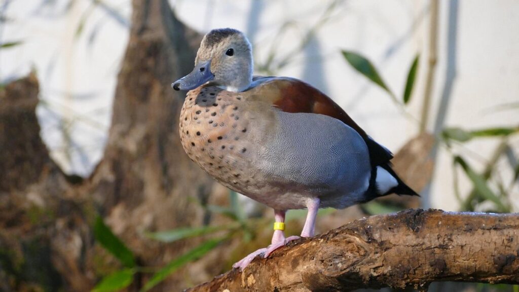 crested ducks