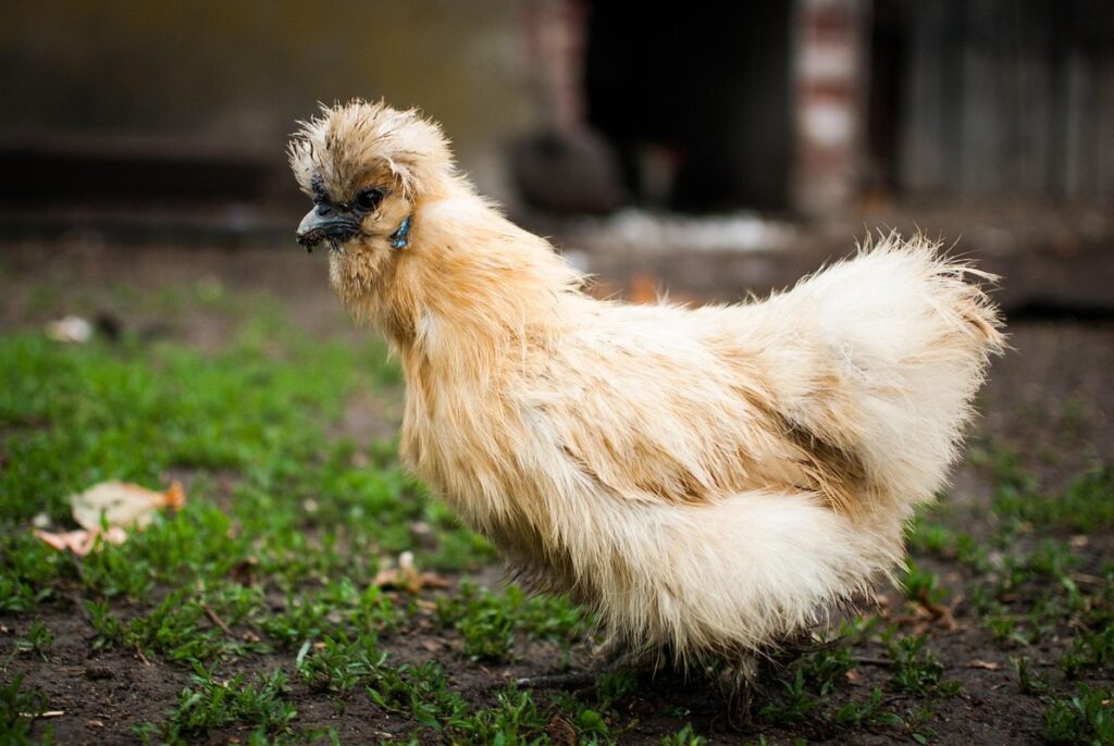 dirty eggs incubation risks