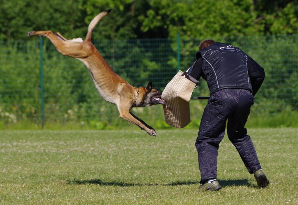 dog attacks on chickens prevention