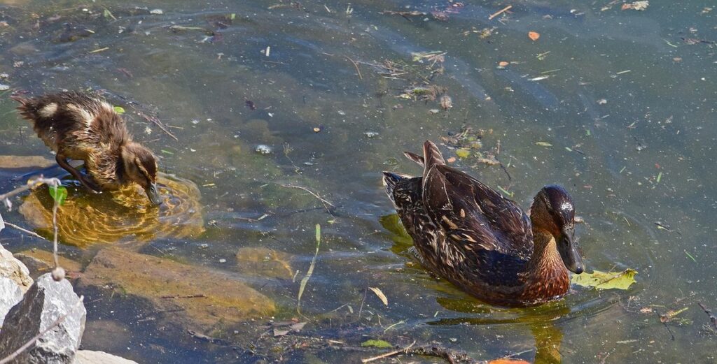what to feed ducks and ducklings