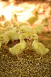duck egg hatching days