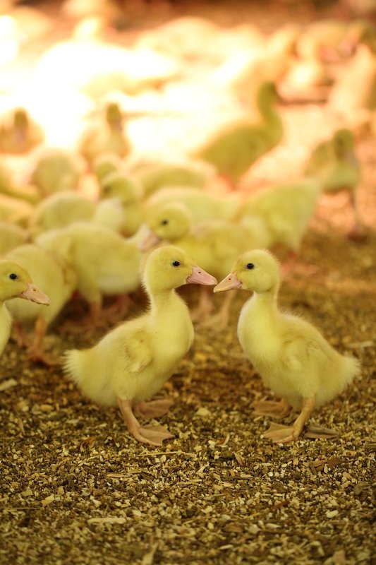 Duck hatching