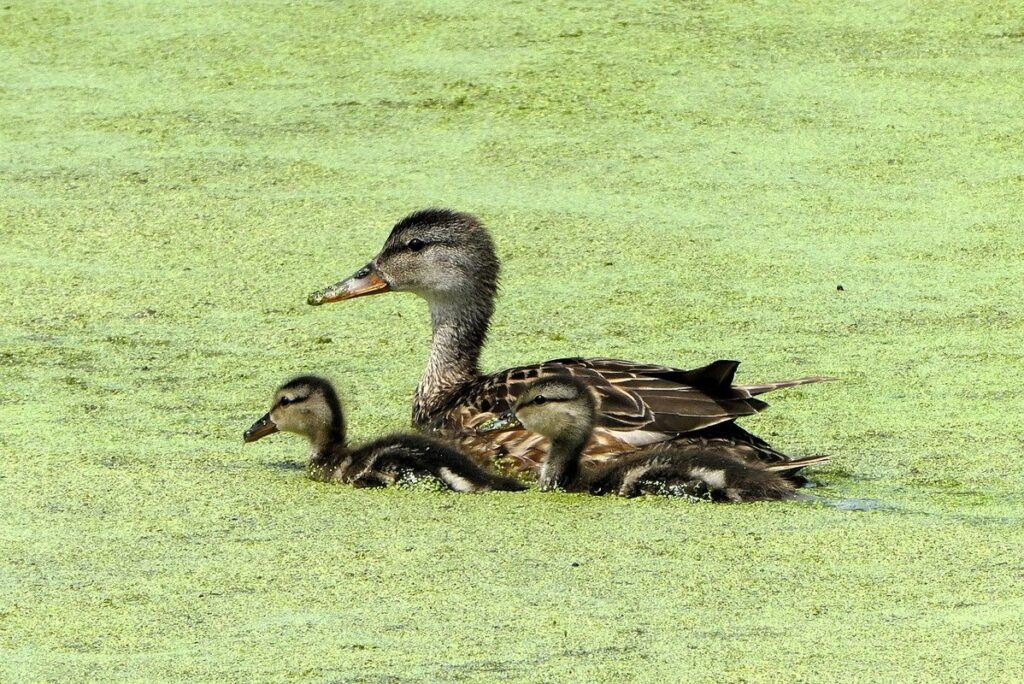 duckling care