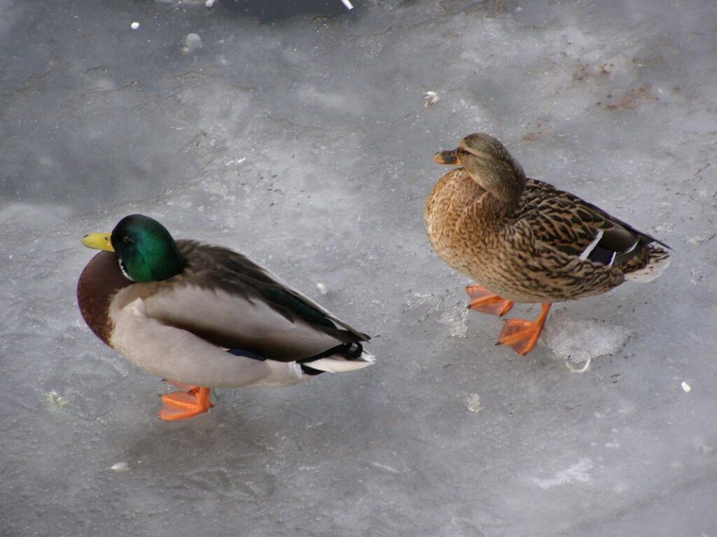 duckling food