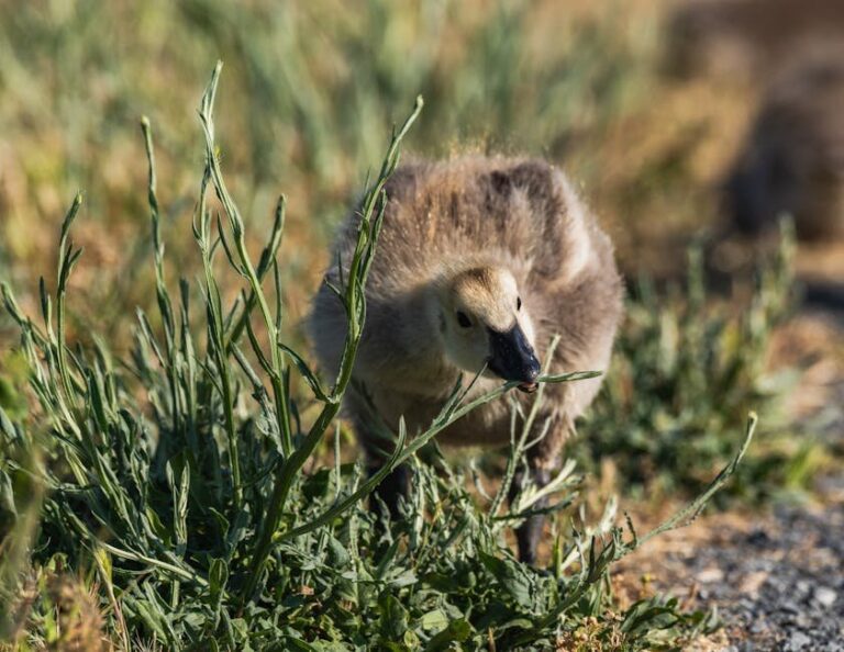 duckling feed vs chick feed
