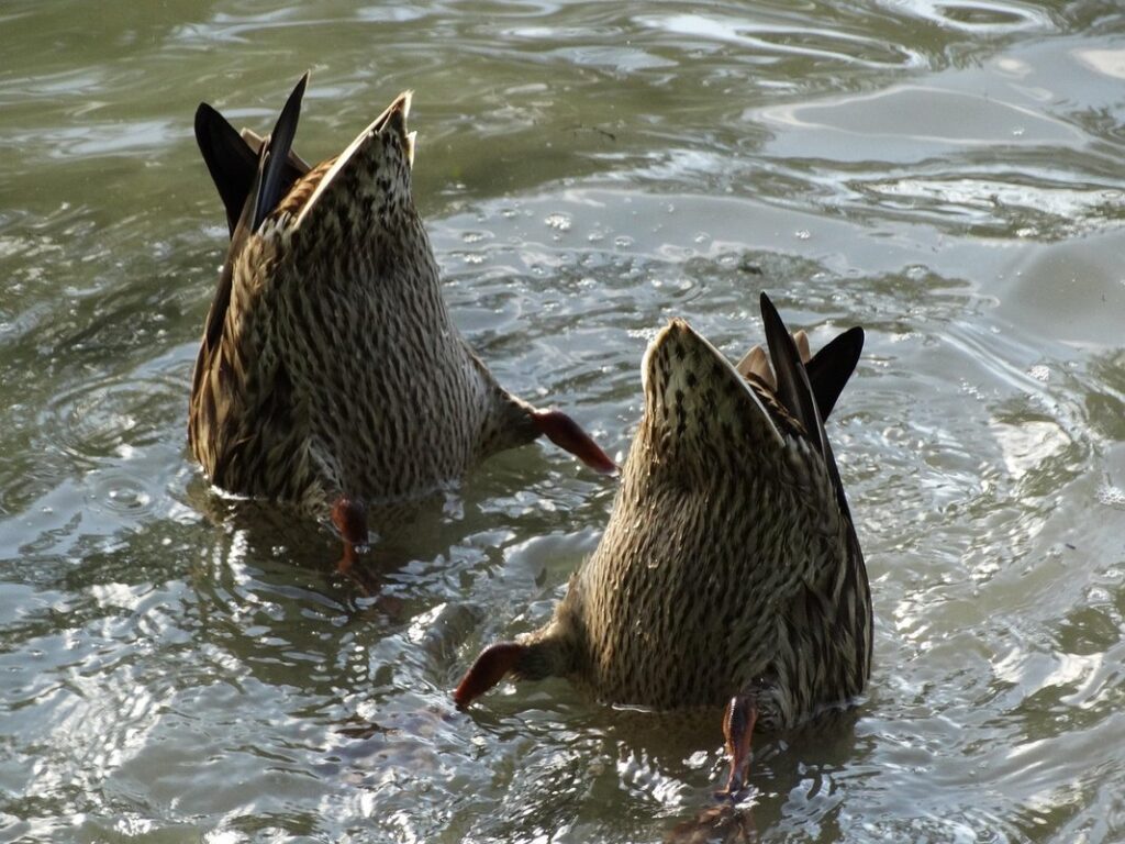 food for ducks and ducklings
