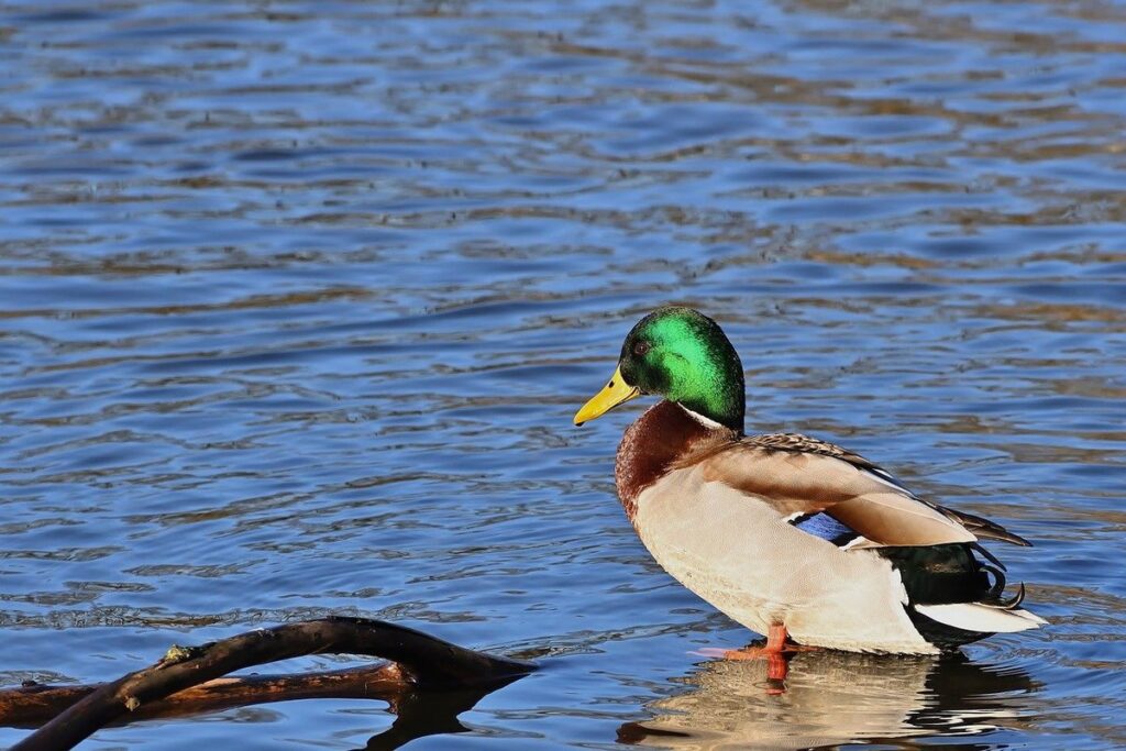 drakes vs ducks behavior differences