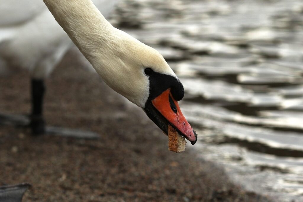 what do ducks eat