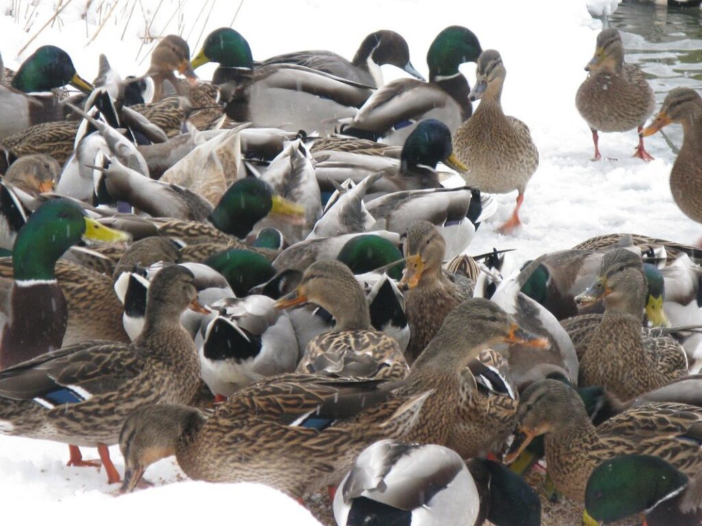what to feed ducks in winter