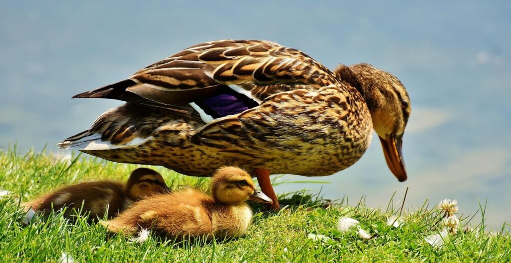 protecting ducks from predators