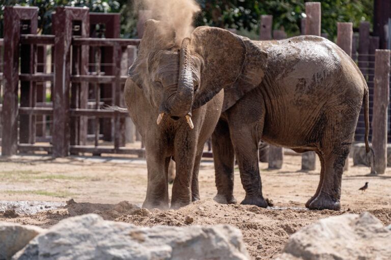dust bath sand vs ash