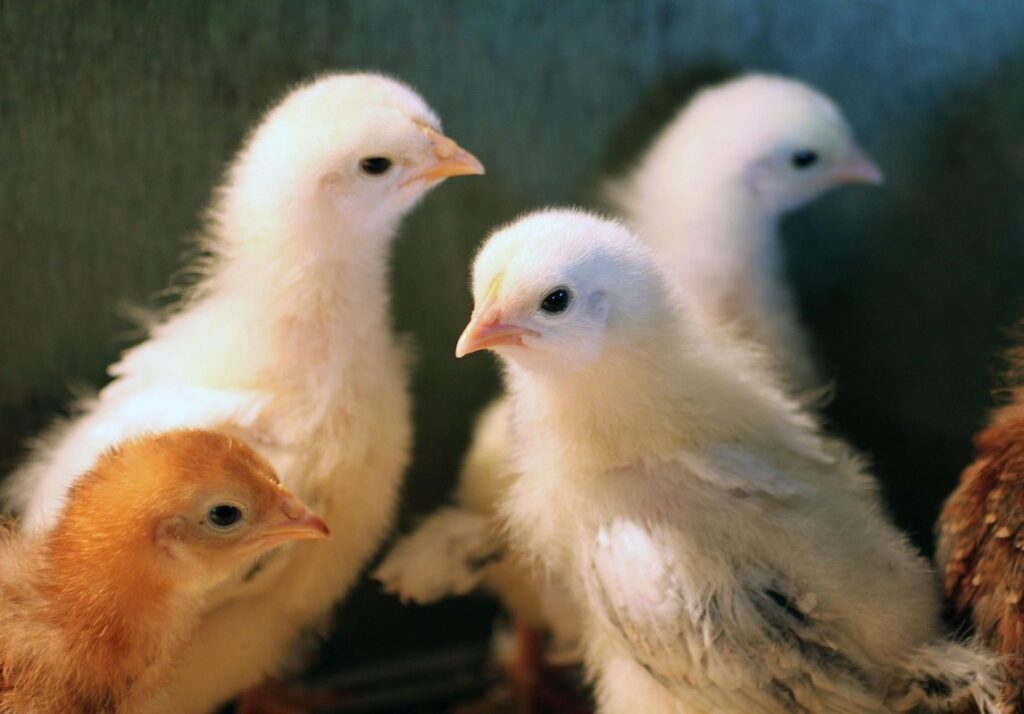 easter eggers chickens chicks
