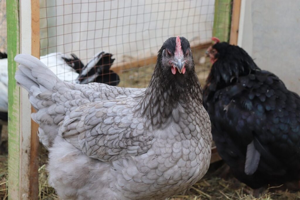 marans egg color vs welsummer