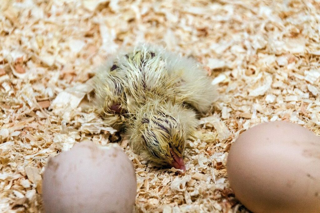 incubator for hatching eggs