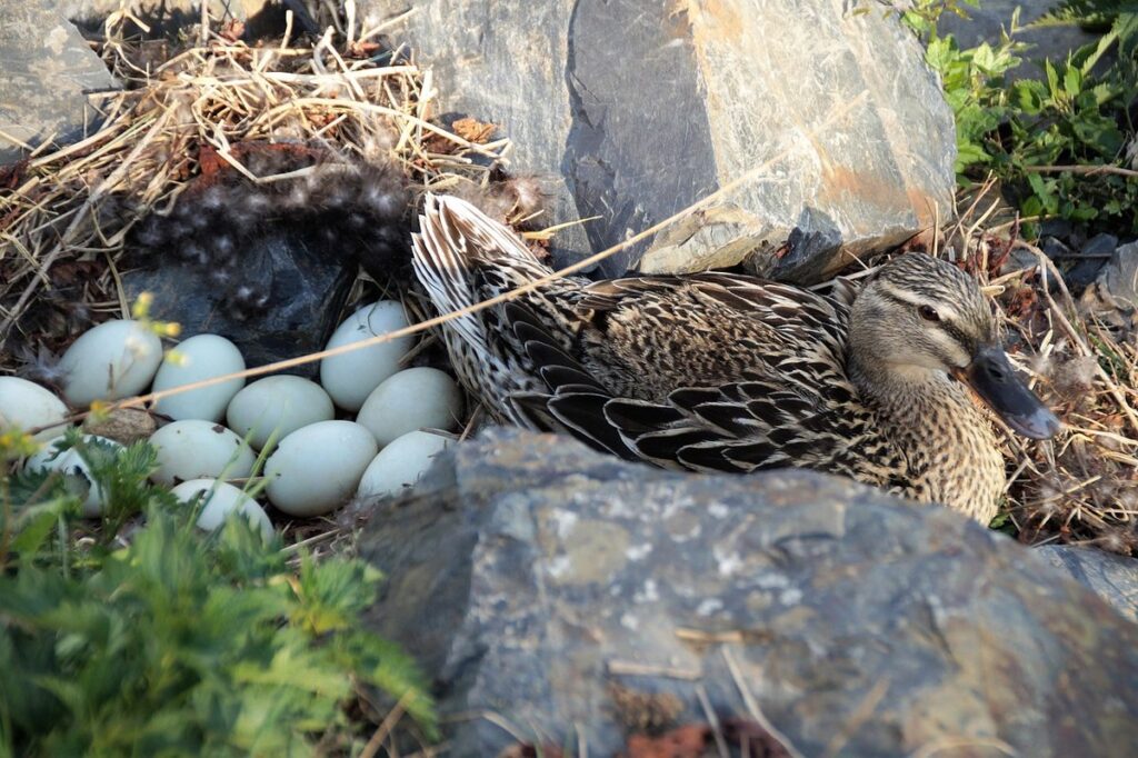 how long can eggs sit out