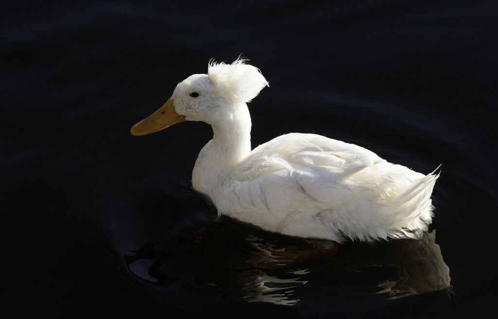 feather color genetics basics