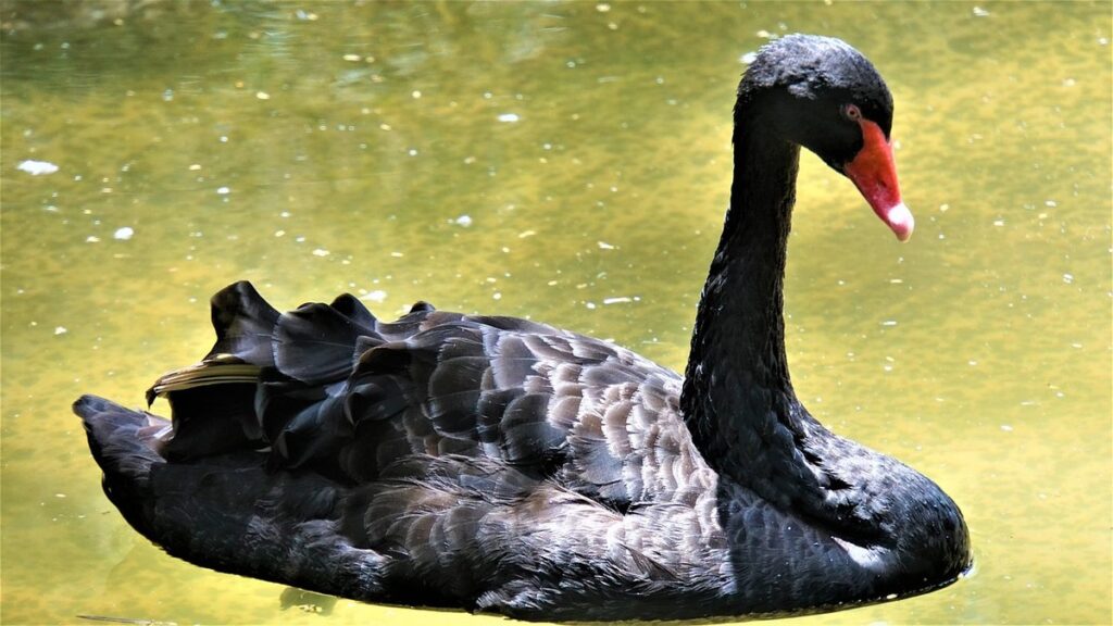 molting vs feather loss