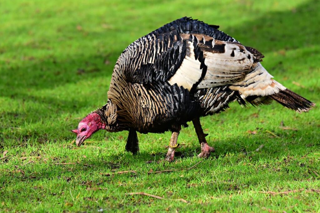 how to stop feather pecking