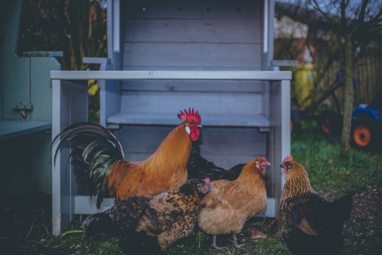 fowl pox in chickens symptoms