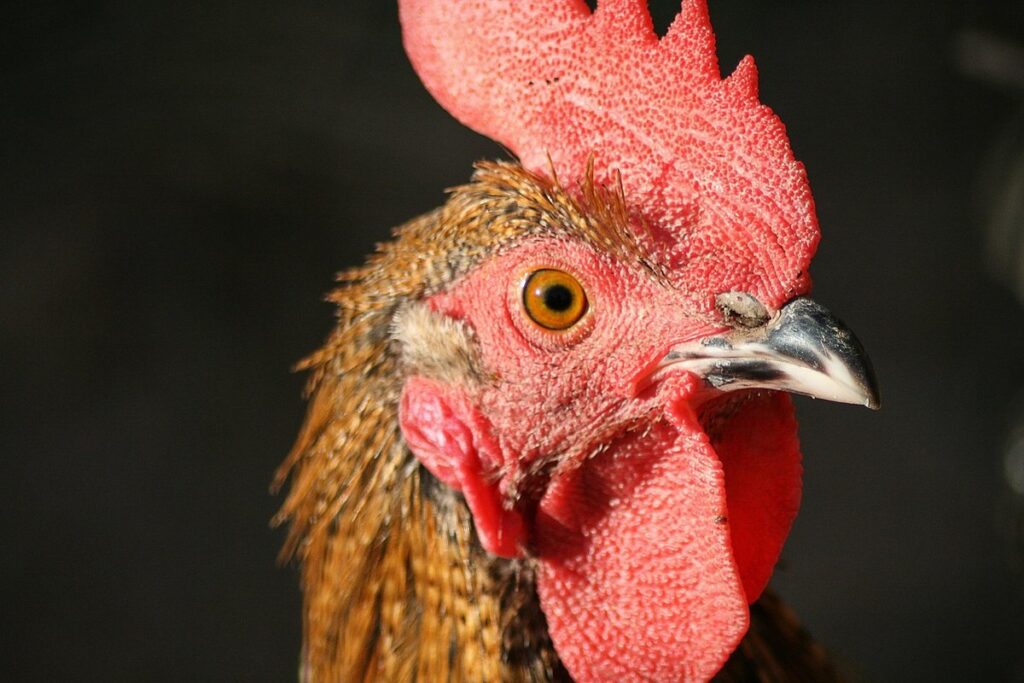free range chickens pros and cons